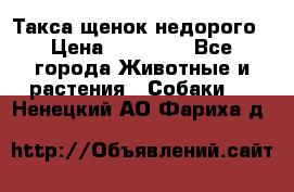 Такса щенок недорого › Цена ­ 15 000 - Все города Животные и растения » Собаки   . Ненецкий АО,Фариха д.